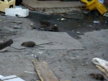 Potkany z Družstevnej sa šíria do okolia
